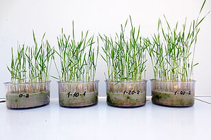 [Translate to Englisch:] Getreidekeimpflanzen in vier gläsernen Schalen mit einem Sand-Bodengemisch vor weißem Hintergrund. Die Keimpflanzen sind unterschiedlich hoch.