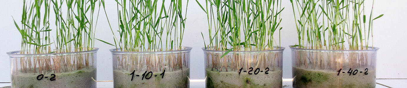 Getreidekeimpflanzen in vier gläsernen Schalen mit einem Sand-Bodengemisch vor weißem Hintergrund. Die Keimpflanzen sind unterschiedlich hoch.