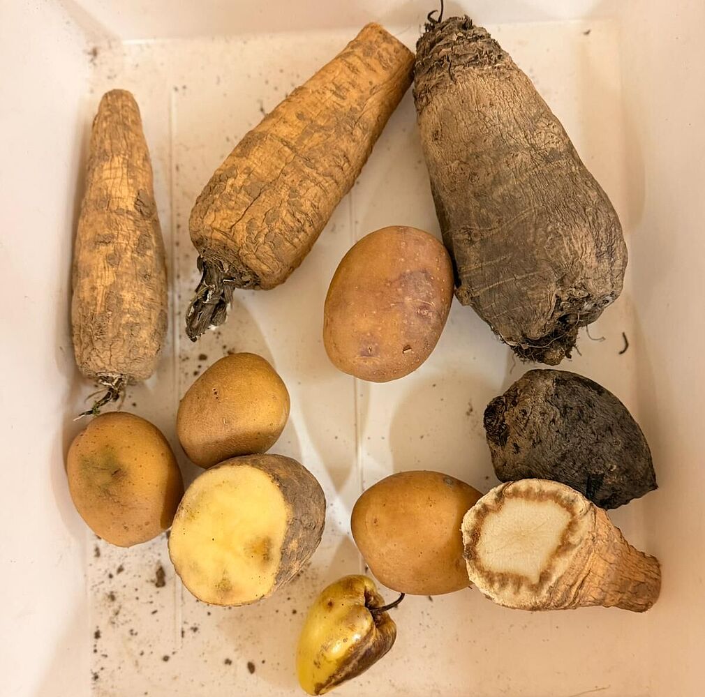 Gemüse mit Schaden durch Vektorinsekt Schilf-Glasflügelzikade. (© Patrizia Lauke/JKI)