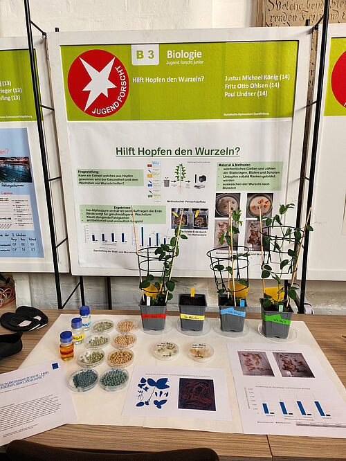 Das Jugend forscht-Projekt „Hilft Hopfen den Wurzeln?“. Projektbetreuung durch Dr. Janine König (JKI-ZG) und Bastian Daum (GutsMuths Gymnasium Quedlinburg). Foto: J. König/JKI