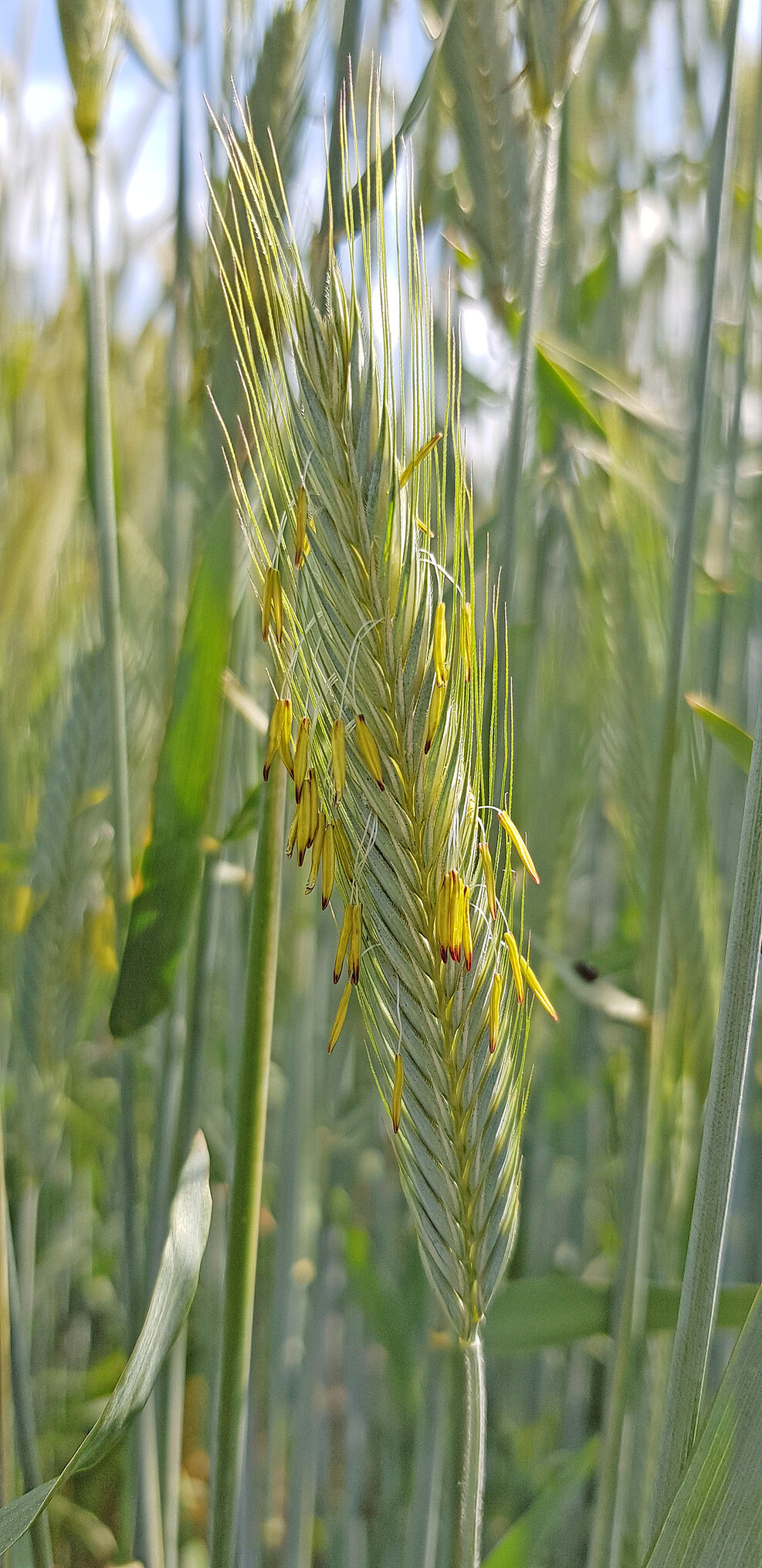 Männlich sterile Roggenvarianten ermöglichen die Produktion von Kreuzungssaatgut zwischen ausgewählten Eltern.© B. Hackauf/JKI