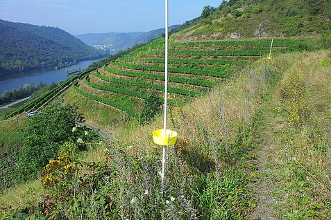 Monitoring-Farbschalen am Rande einer Weinbergbrache bei Pommern/ Mosel. Dieser Fallentyp erwies sich im Untersuchungsgebiet als die effizienteste Methode zur Bienenerfassung.