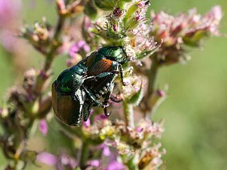 Cockchafer, flower chafer or Japanese beetle? In Germany, plant protection services carry out the initial assessment.