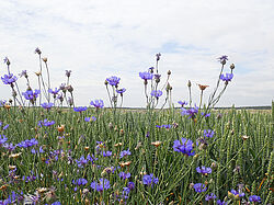 Schönes Unkraut: Kornblumen (Cyanus segetum) im Weizen.