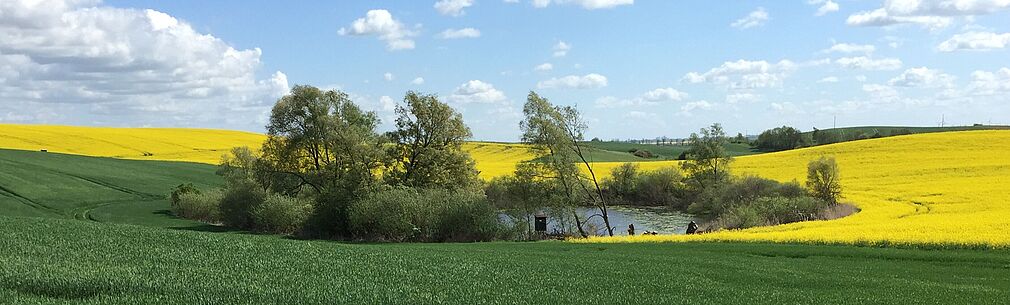 Kleines Standgewässer der Agrarlandschaft mit blühendem Rapsfeld.© S. Lorenz/JKI