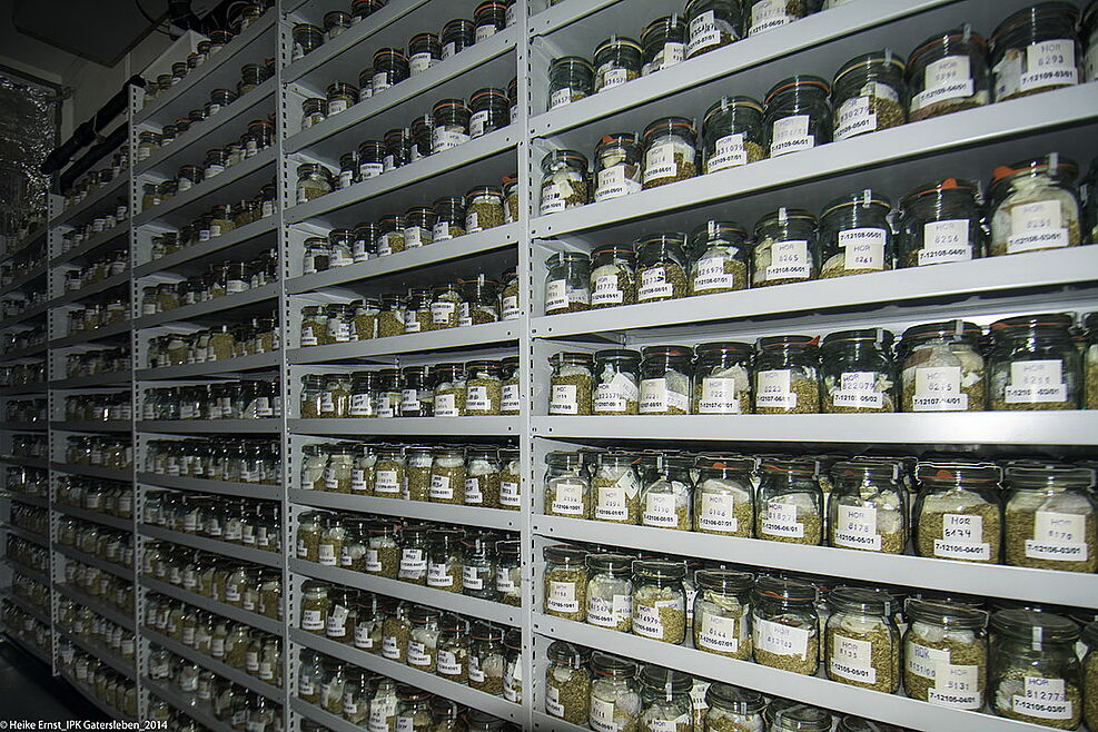 
	Permanent storage of different barley accessions in cold storage room of IPKs genebank. ©IPK Gatersleben
