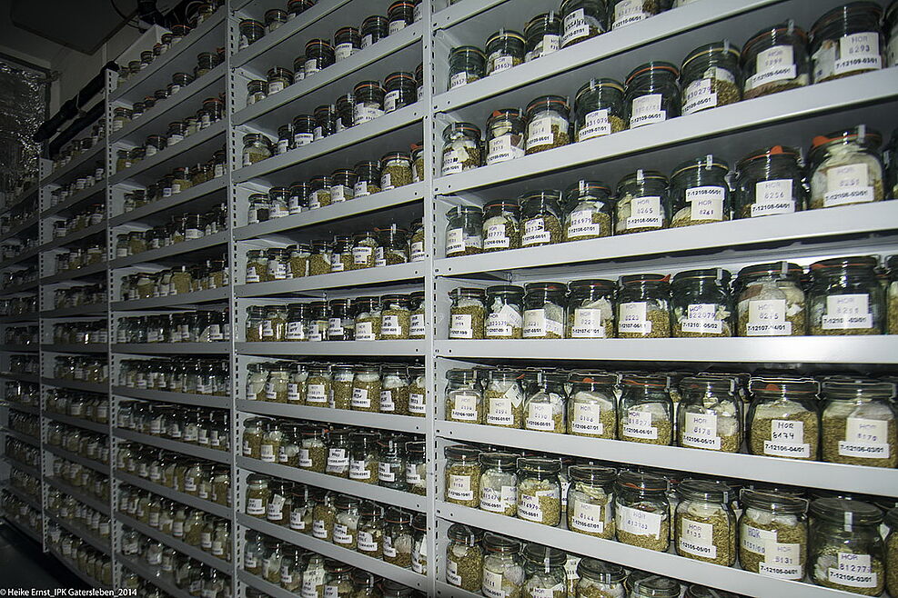 Permanent storage of different barley accessions in cold storage room of IPKs genebank. ©IPK Gatersleben