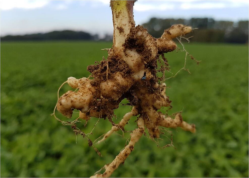
	Kohlhernie (Clubroot disease) - Symptoms
