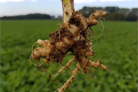 Clubroot disease Kohlhernie (Clubroot disease) - Symptoms