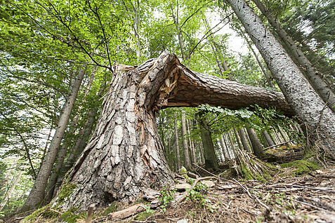 Foto: M. Wuchenauer/imago images 0713596126 (© IMAGO/blickwinkel)