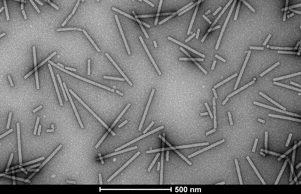 
	Electron microscope image of Tobamovirus particles, magnified 21,000 times. ©Katja Richert-Pöggeler/JKI
