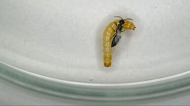 Das Ameisenwespchen Holepyris sylvanidis parasitiert vorratsschädliche Käferarten – hier im Video bei der Wirtsfindung einer Reismehlkäferlarve. (© B. Fürstenau, S. Awater, JKI)