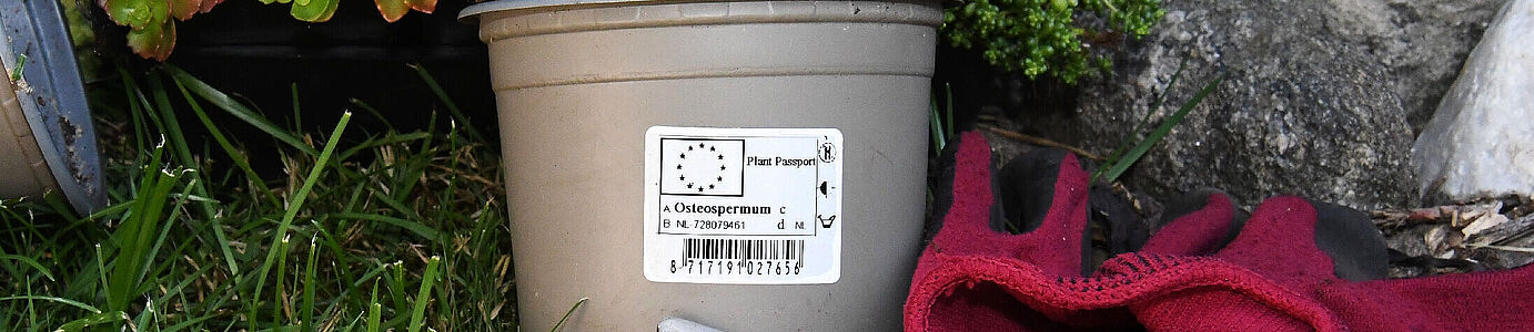 Der EU-Pflanzenpass-Aufkleber ersetzt das Pflanzengesundheitszeugnis im europäischen Binnenmarkt. © I. Fischbeck/JKI