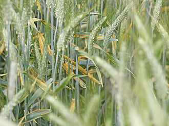 Triticale field; individual plants show the typical yellow colour of stripe rust infestation