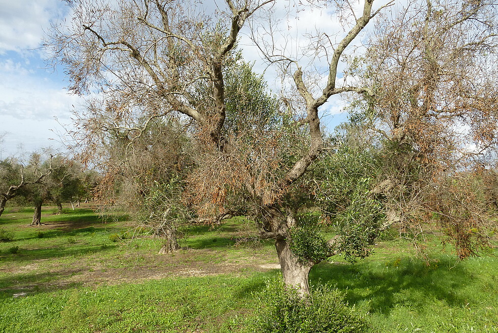 Durch das Bakterium Xylella fastidiosa geschädigte Olivenbäume in Italien. © Michael Maixner/JKI