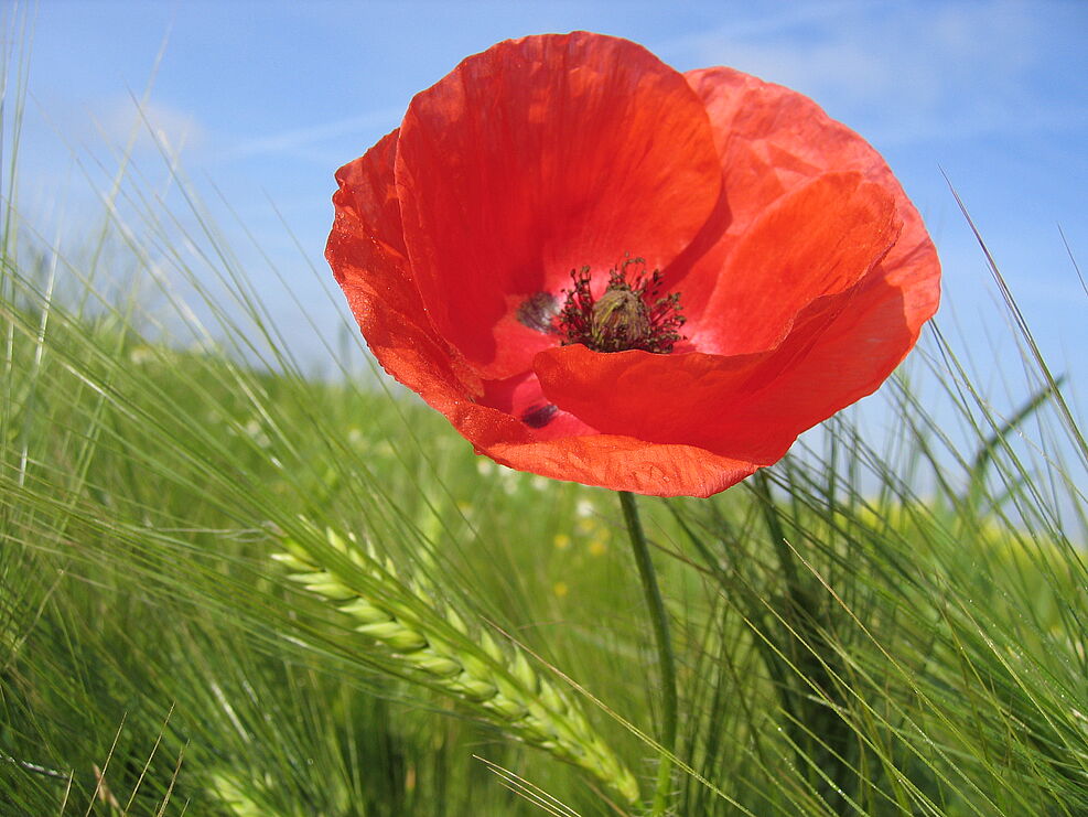 Eine rote Mohnblüte steht in einem grünen Gerstenfeld.