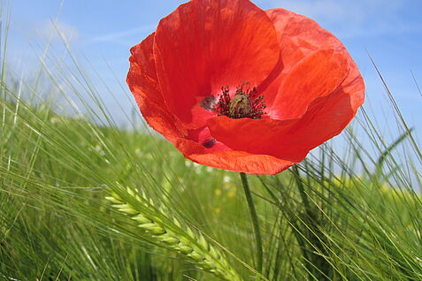 Eine rote Mohnblüte steht in einem grünen Gerstenfeld.