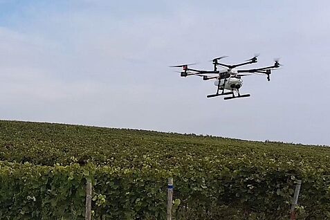 Feldversuch zur Pflanzenschutzmittelapplikation im Weinberg mit Drohne © A. Herbst/JKI