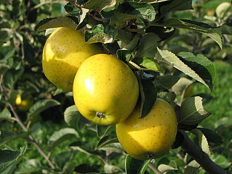 Picture shows apples on a tree