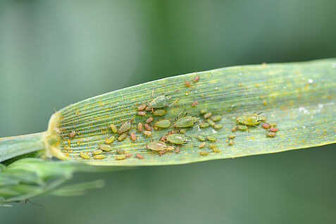 (© Schliephake/JKI) Die Gesamtbiomasse fliegender Insekten ist im Nordharz in den letzten Jahrzehnten deutlich zurückgegangen. Einige Pflanzenschädlinge profitieren jedoch. Im Bild: Große Getreideblattlaus, Sitobion avenae.