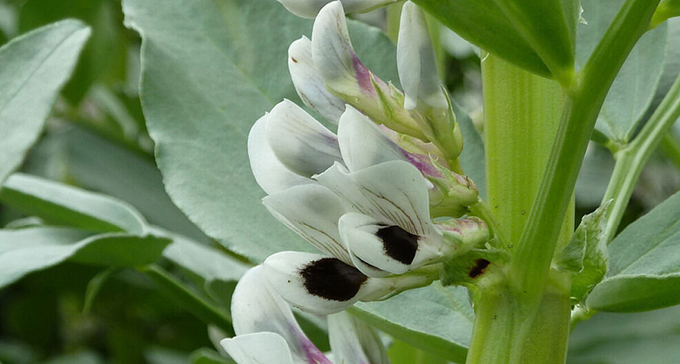 
	Die Ackerbohne leistet einen wichtigen Beitrag zur Diversifizierung enger, getreidelastiger Fruchtfolgen, muss jedoch züchterisch weiter optimiert werden. © C. Balko/JKI
