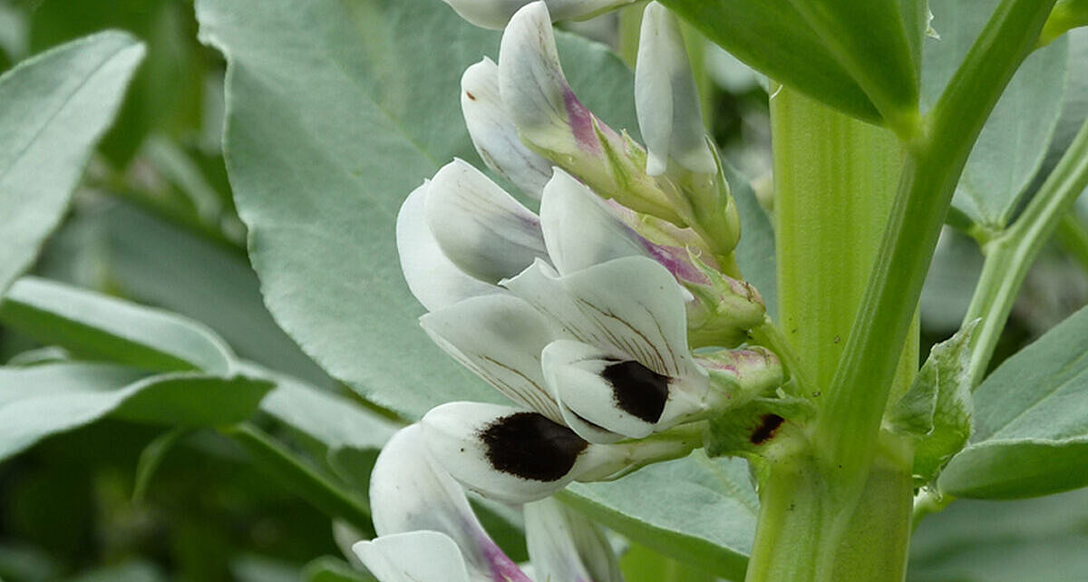 Die Ackerbohne leistet einen wichtigen Beitrag zur Diversifizierung enger, getreidelastiger Fruchtfolgen, muss jedoch züchterisch weiter optimiert werden. © C. Balko/JKI