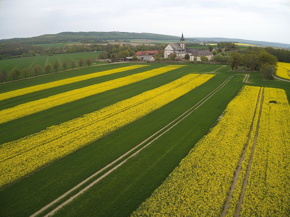 Ein Feld mit abwechselden Streifen von gelb blühendem Raps und grünem Weizen.