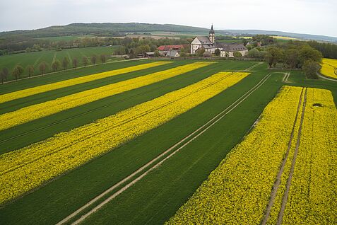 Ein Feld mit abwechselden Streifen von gelb blühendem Raps und grünem Weizen.