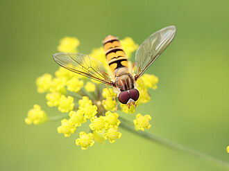 Hoverfly on a rapeseed flower