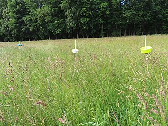 Pan traps are a widely used method for sampling bees and other flower visiting insects; they will be used for monitoring in sub-Saharan Africa.