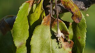 Fire blight symptom