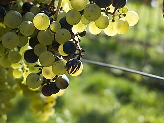 Bunch of grapes that are light, dark and striped