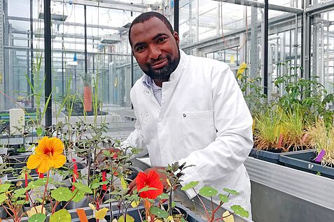 Dr. Sulaiman Abdulsalam - here still with his pretests on nasturtium and tomato.