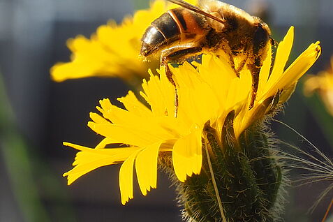 nahaufnahme einer Schwebfliege auf gelber Blüte. Im Hintergrund sind verschwommen dunkle Solarpaneele vor blauem Himmel zu erkennnenSolarpaneelen.   