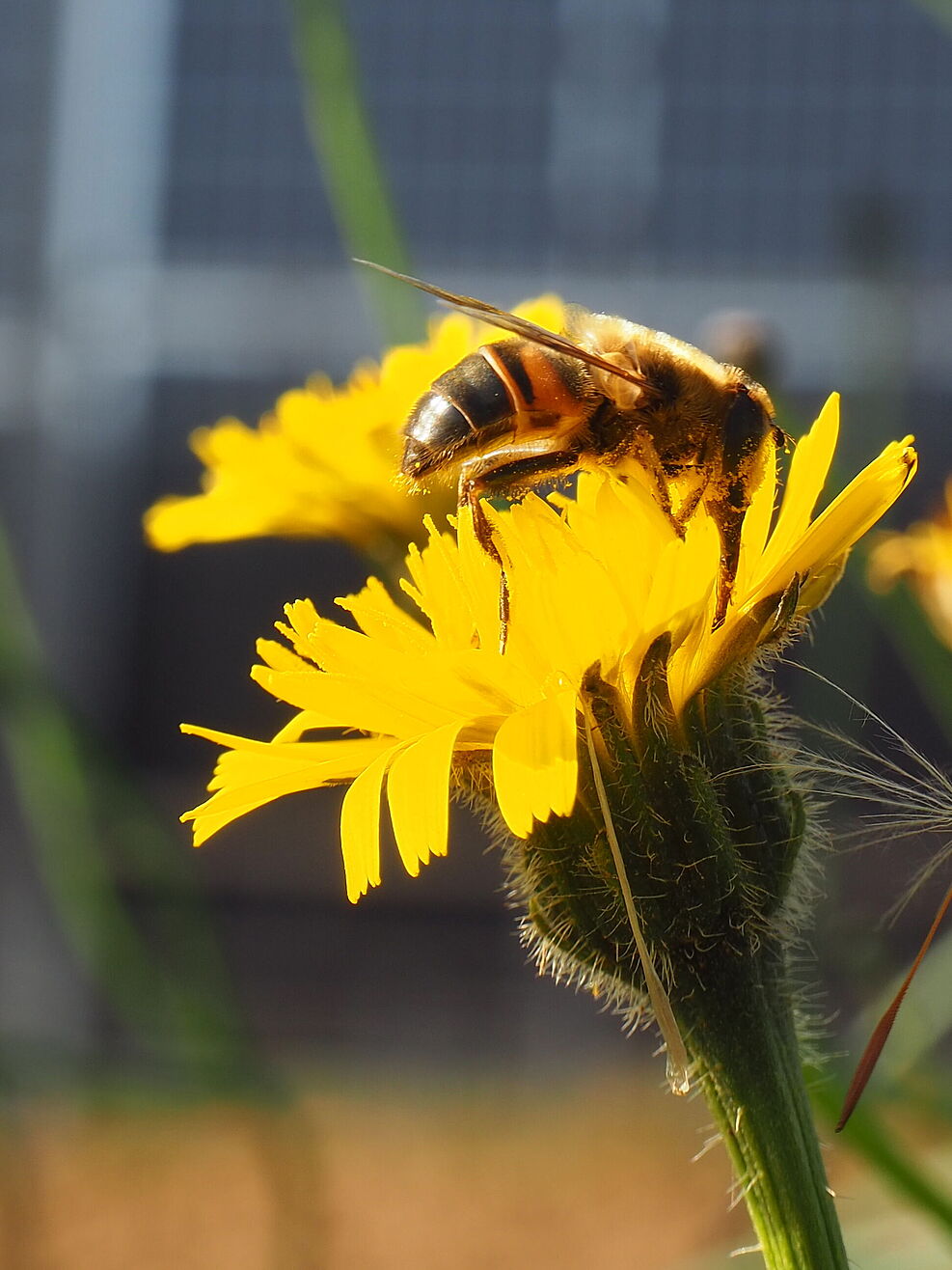 nahaufnahme einer Schwebfliege auf gelber Blüte. Im Hintergrund sind verschwommen dunkle Solarpaneele vor blauem Himmel zu erkennnenSolarpaneelen.