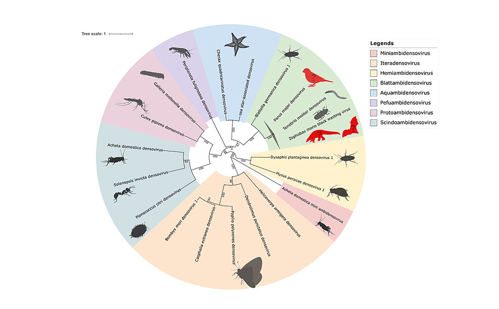 
	Phylogenetische Einordnung metagenomisch klassifizierter Densoviren als Tenebrio molitor Densovirus.
