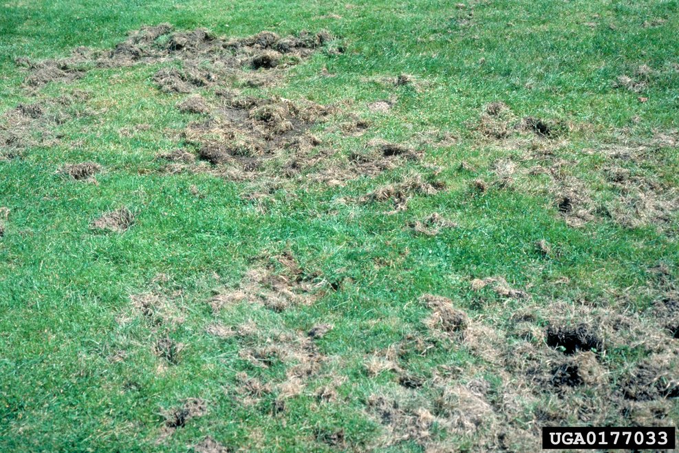 Schadbild der Larven des Japankäfers in Rasen © M.G. Klein (ARS)/Bugwood.org
