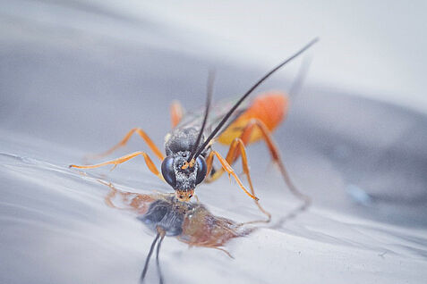 Eriborus sp. adultes Tier. © Maximilian Pink, JKI