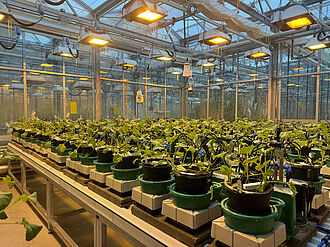 Rapspflanzen (Brassica napus L.) im Plant Array. © Ahmed Elkhouly