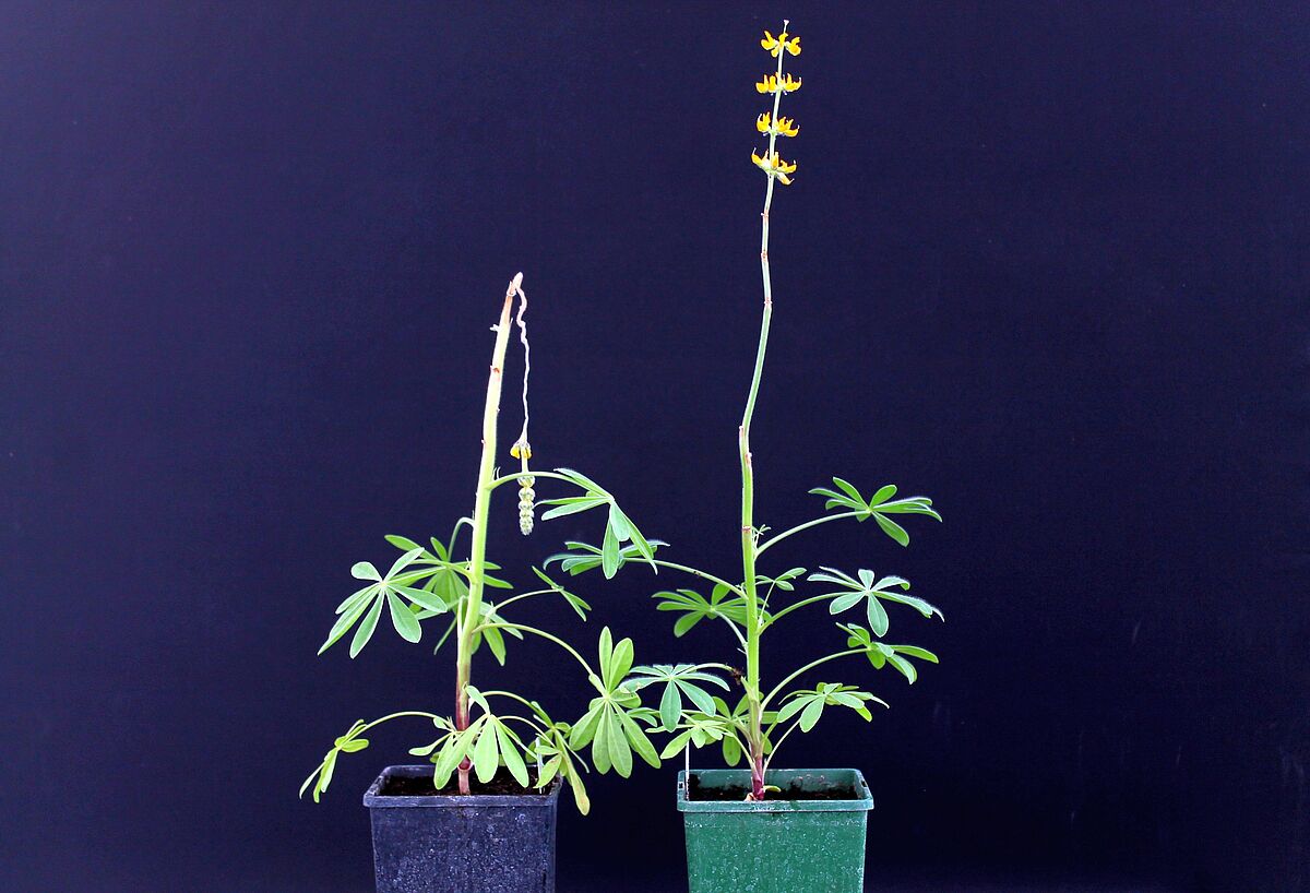 JKI: PI Nr. 18: Gelbe Lupine soll Ackerflche zurckerobern