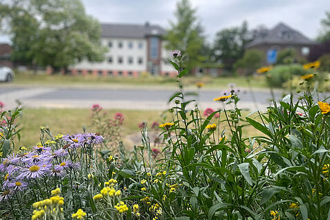 Vom 22.5.-21.6.2026  sollen im Bürgerwissenscahftsprojekt GartenDiv deutschlandweit Blühpflanzen mit der Flora Incognita App erfasst werden. © S. Barnert/JKI