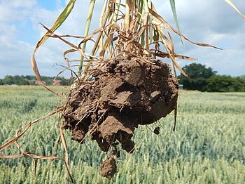 Root sample from a crop rotation experiment at experiment station Hohenschulen. (Adriana Giongo, JKI)