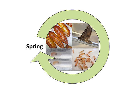 Entwicklungszyklus von Apfelwicklern. Foto: Christian Oehlmann/JKI