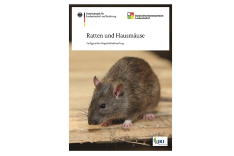 Ratten-Hausmaeuse