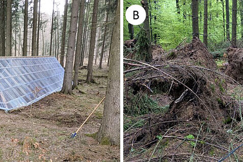 Überblick über die Dachinfrastruktur (A) und den Windwurf-Simulationsaufbau (B), die im Rahmen des vom Julius Kühn-Institut für Waldschutz in Zusammenarbeit mit dem Forstbetrieb Ostharz geleiteten Projekts „Fichtenretter“ in einem Fichtenbestand im Landkreis Harz, Sachsen-Anhalt, eingerichtet wurden.