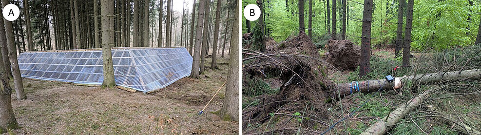 
	Überblick über die Dachinfrastruktur (A) und den Windwurf-Simulationsaufbau (B), die im Rahmen des vom Julius Kühn-Institut für Waldschutz in Zusammenarbeit mit dem Forstbetrieb Ostharz geleiteten Projekts „Fichtenretter“ in einem Fichtenbestand im Landkreis Harz, Sachsen-Anhalt, eingerichtet wurden.
