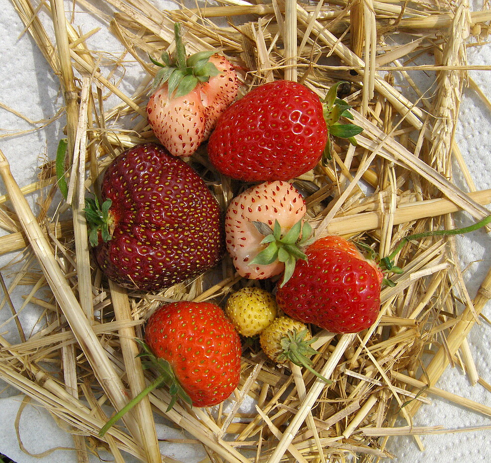 Formen- und Farbenvielfalt bei Erdbeeren in der JKI-Genbank-Sammlung in der DGO. © D. Ulrich/JKI