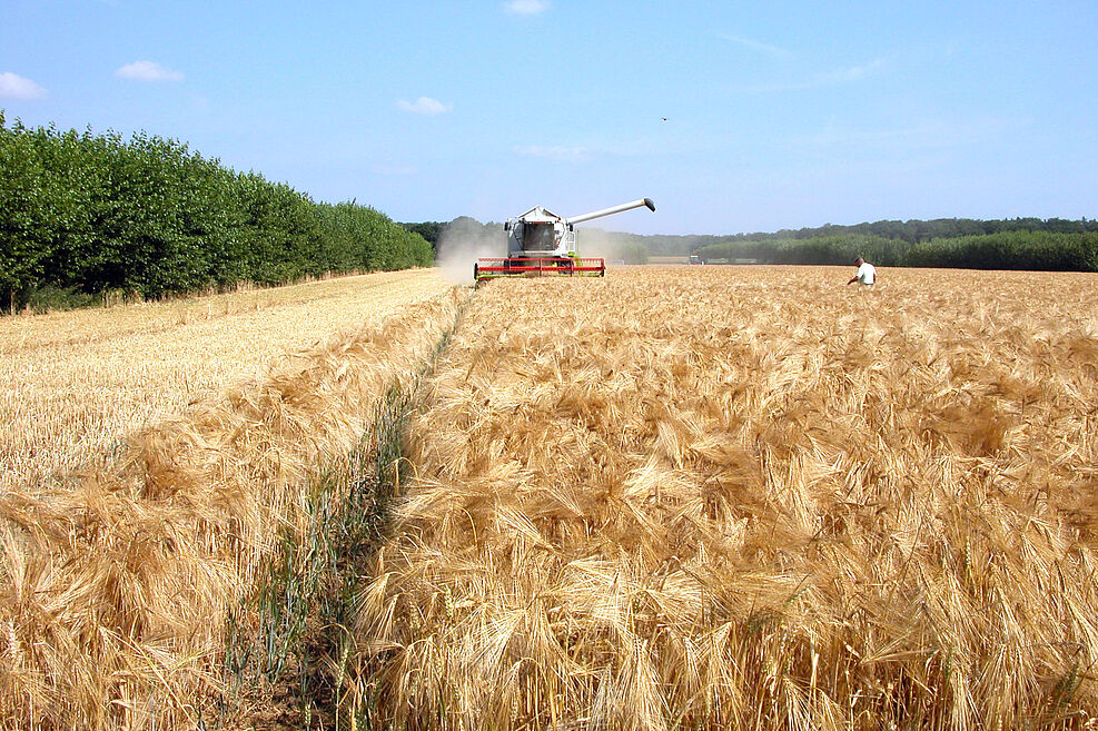 Ernte des Ackerstreifens im Rahmen der Versuche zu modernen Agroforstsystemen, rechts und links Gehölzstreifen.