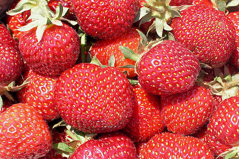 (© JKI-ZO) Erdbeersorte Fraroma.
