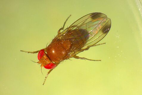 Male fruit fly (Drosophila suzukii) Männchen der Kirschessigfliege (Drosophila suzukii)